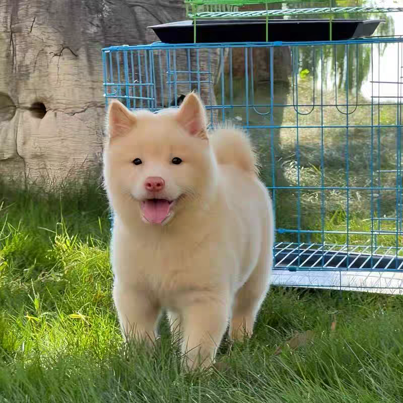 犬舍直销批发价格出售土松犬